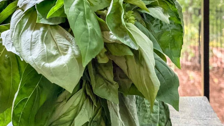 How to Store Fresh Basil